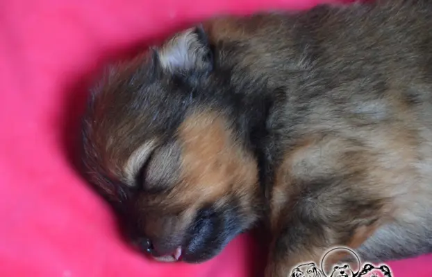 Szpic miniaturowy Pomeranian do rezerwacji. 3