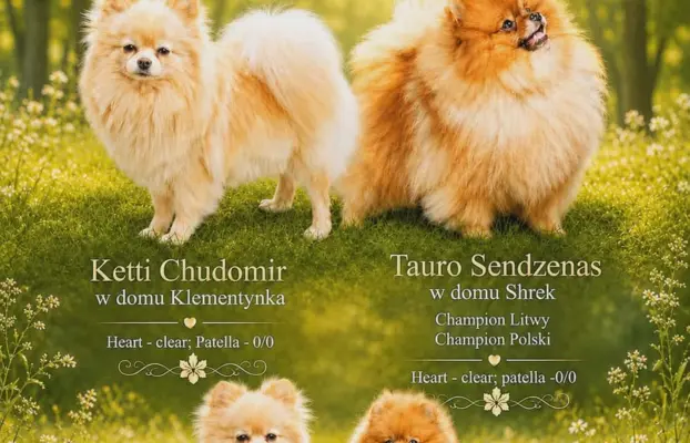 Szpic miniaturowy Pomeranian do rezerwacji. 4