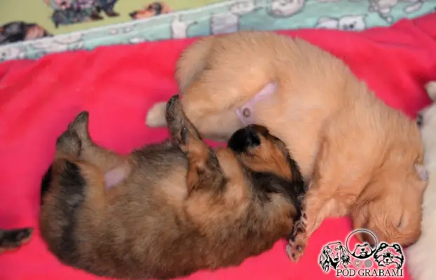 Szpic miniaturowy Pomeranian do rezerwacji. 6