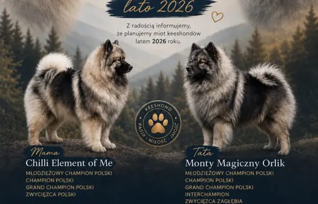 Szpic Wilczy po wspaniałych rodzicach 1