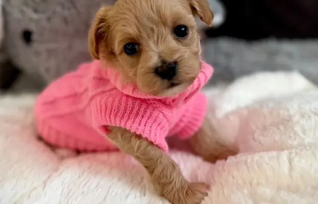 Maltipoo malutka dziewczynka 1