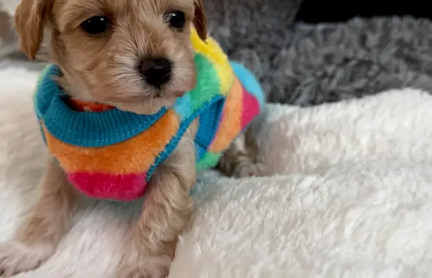 Maltipoo malutka dziewczynka 3