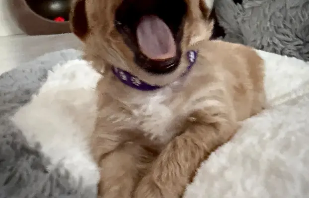Maltipoo malutka dziewczynka 4