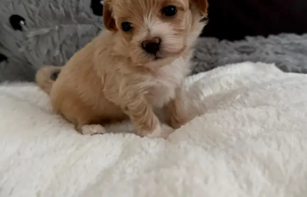 Maltipoo malutka dziewczynka 2