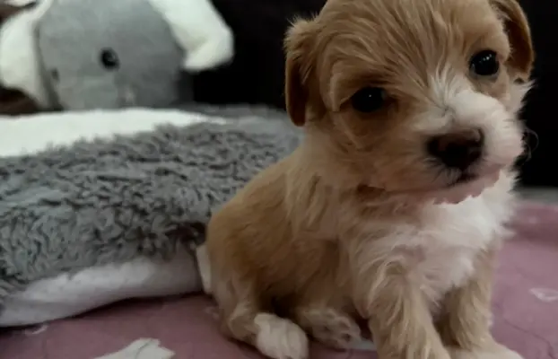 Maltipoo malutka dziewczynka 5