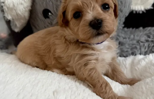 Maltipoo malutka dziewczynka 6