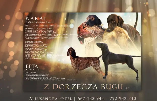 Szczenięta wyżła niemieckiego krótkowłosego Z Dorzecza Bugu 1