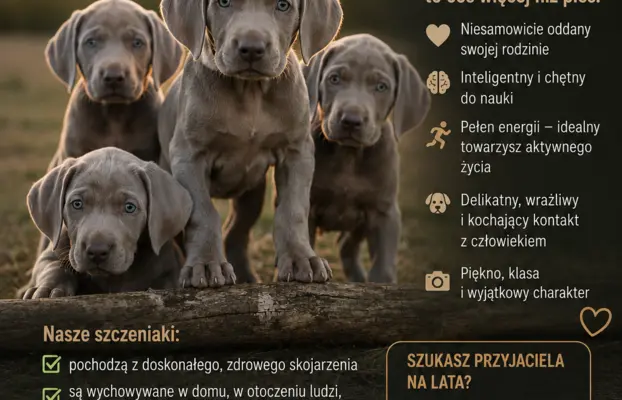 Szczeniak Wyżeł WEIMARSKI 1