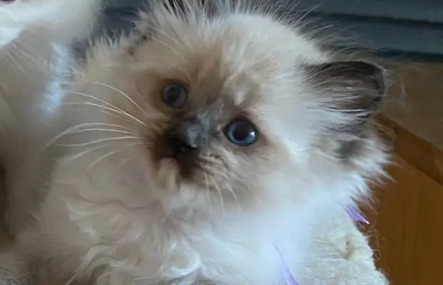 Ragdoll kotki 1