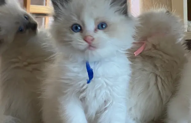 Ragdoll kotki 2