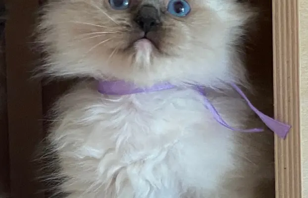 Ragdoll kotki 3