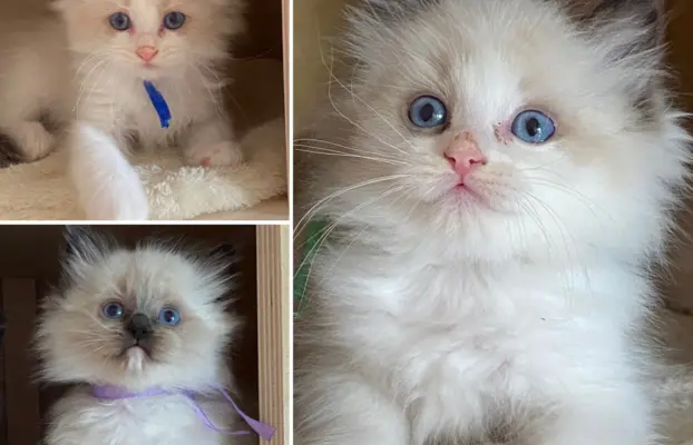 Ragdoll kotki 4