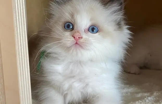 Ragdoll kotki 6
