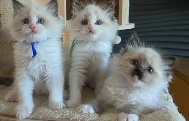 Ragdoll kotki 7
