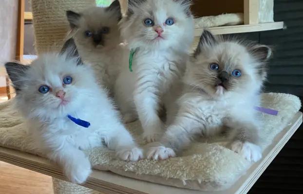 Ragdoll kotki 8