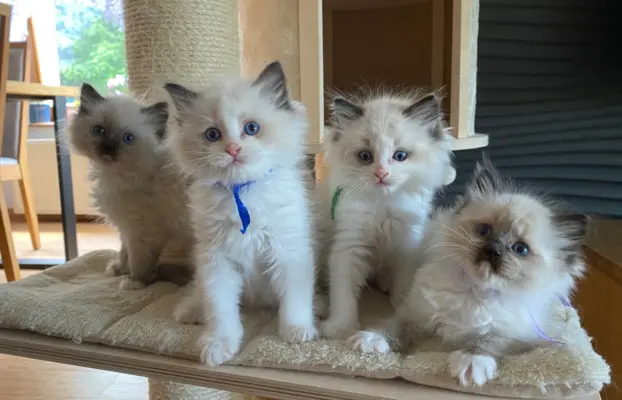 Ragdoll kotki 9