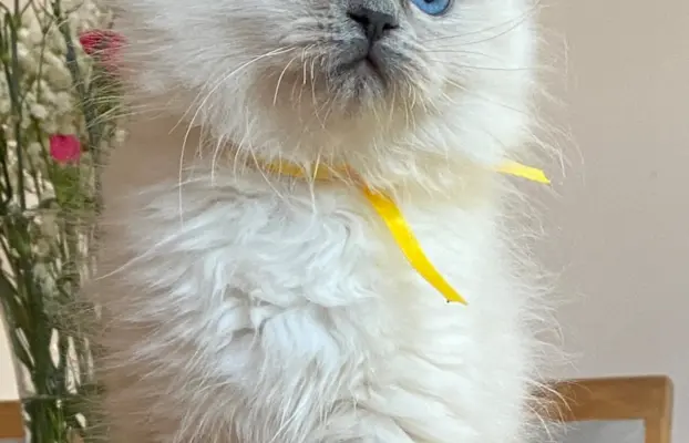 Kotki Ragdoll 4