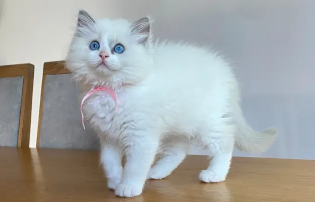Kotki Ragdoll 5