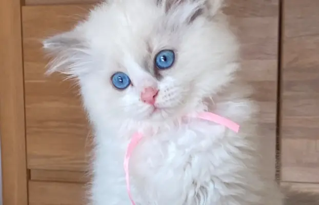 Kotki Ragdoll 6