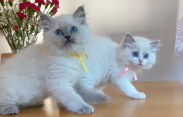 Kotki Ragdoll 7