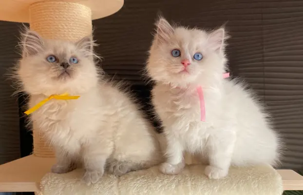 Kotki Ragdoll 8