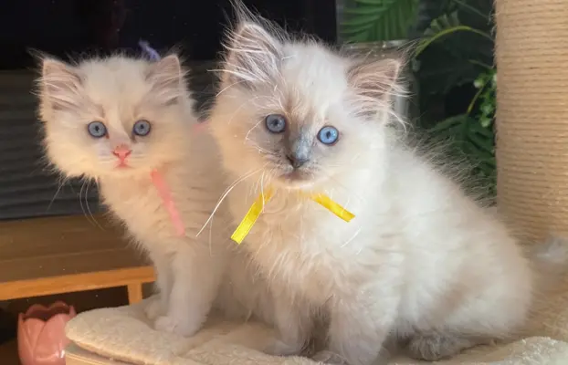 Kotki Ragdoll 9