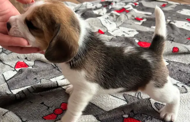 Beagle tricolor ZKwP 1