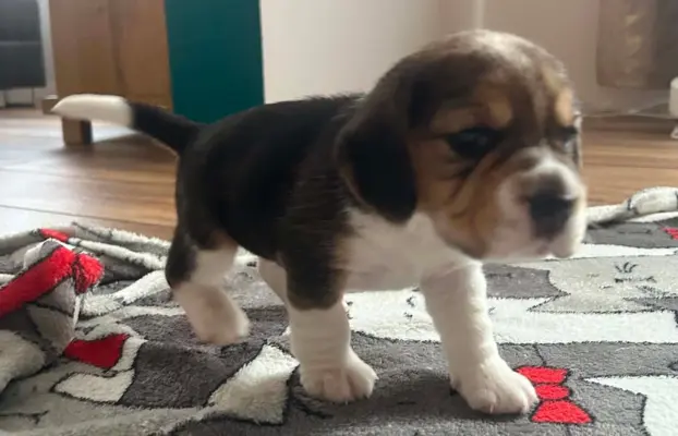 Beagle tricolor ZKwP 2