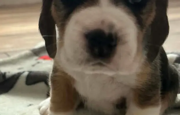 Beagle tricolor ZKwP 3