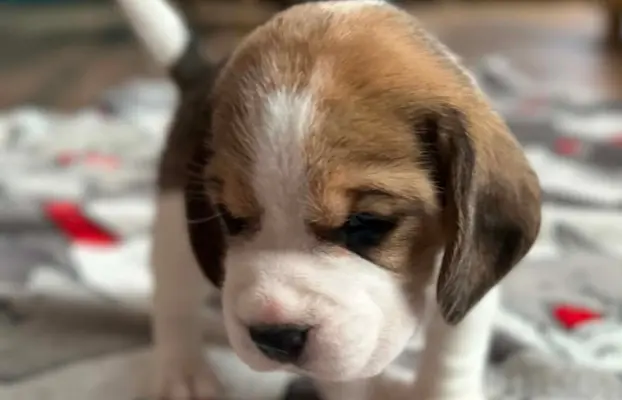 Beagle tricolor ZKwP 4