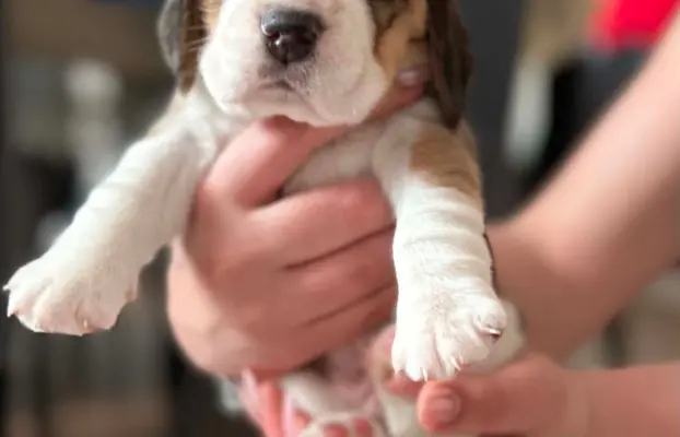 Beagle tricolor ZKwP 5