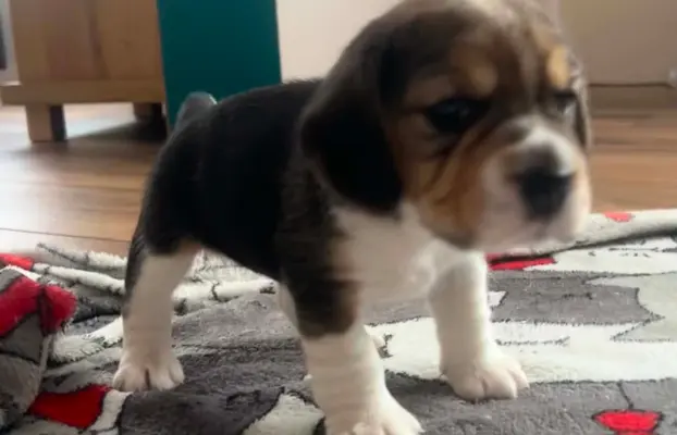 Beagle tricolor ZKwP 6