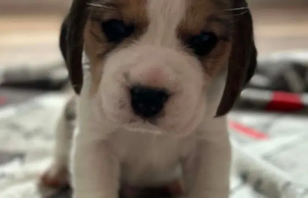 Beagle tricolor ZKwP 7