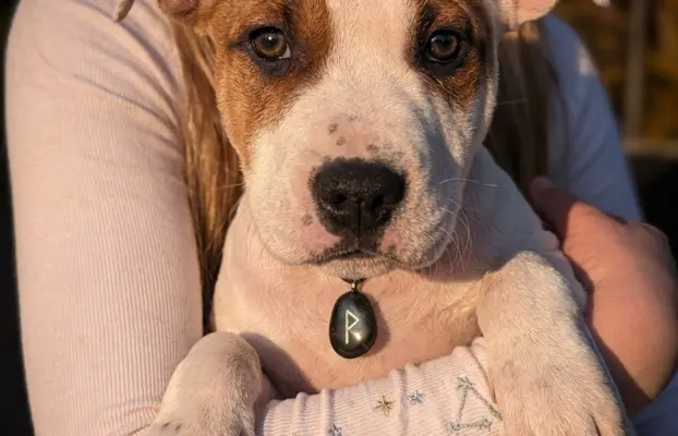 Wybitne szczenięta AMSTAFF 1