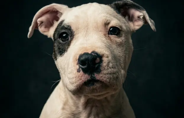 Wybitne szczenięta AMSTAFF 2