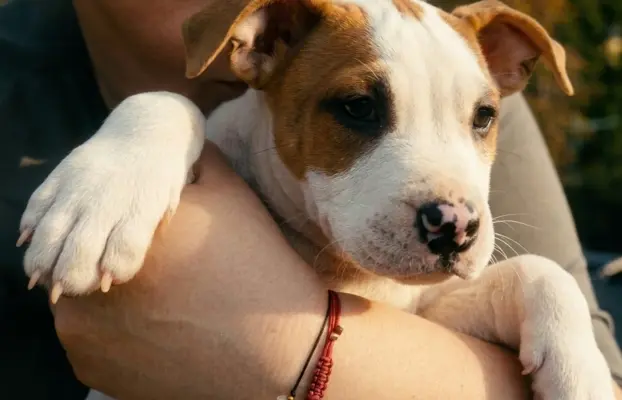 Wybitne szczenięta AMSTAFF 3
