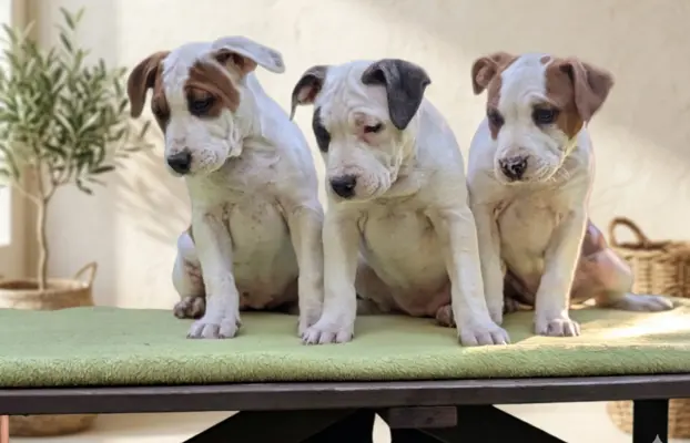 Wybitne szczenięta AMSTAFF 4