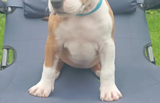 Amstaff 1