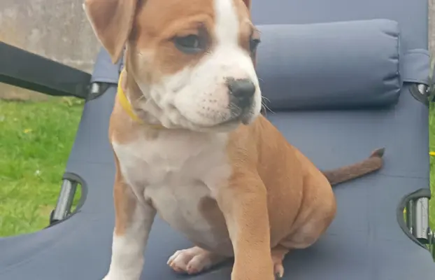 Amstaff 2
