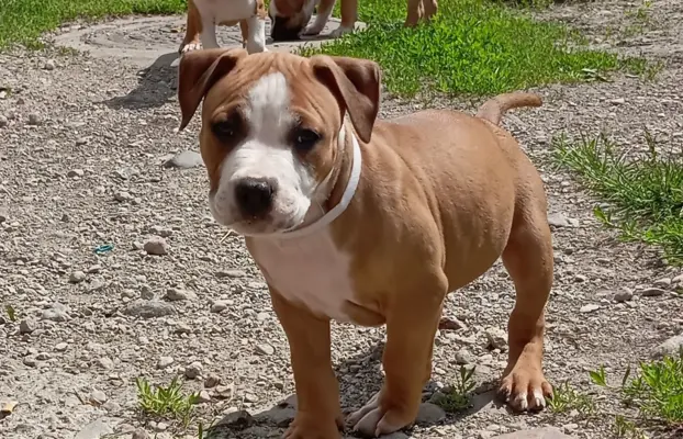 Amstaff 3