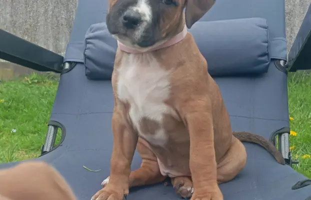 Amstaff 4