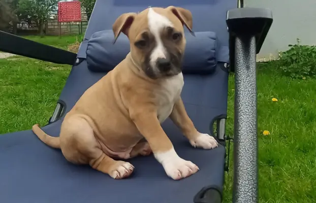 Amstaff 5