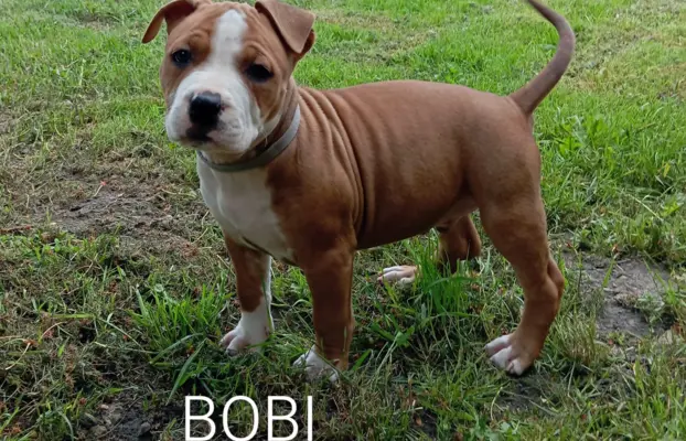 Amstaff 6