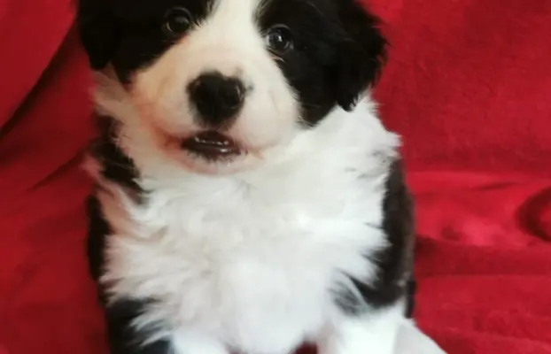 Szczeniak Border Collie FCI/ ZKwP 9