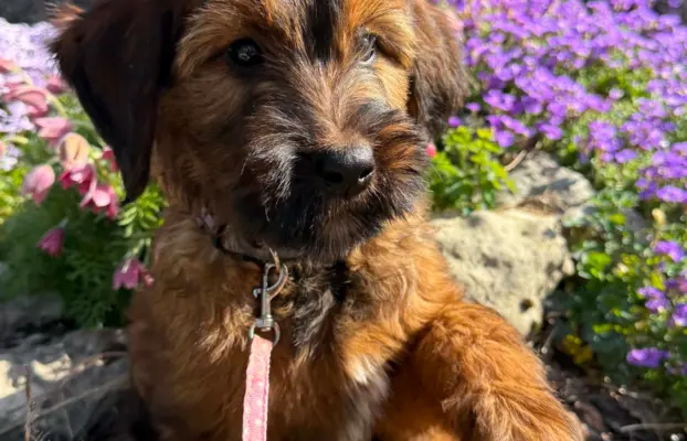 Szczenię owczarek francuski Briard 1