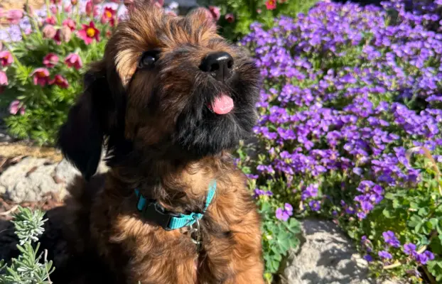 Szczenię owczarek francuski Briard 2