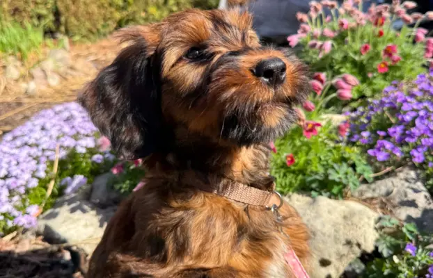 Szczenię owczarek francuski Briard 3