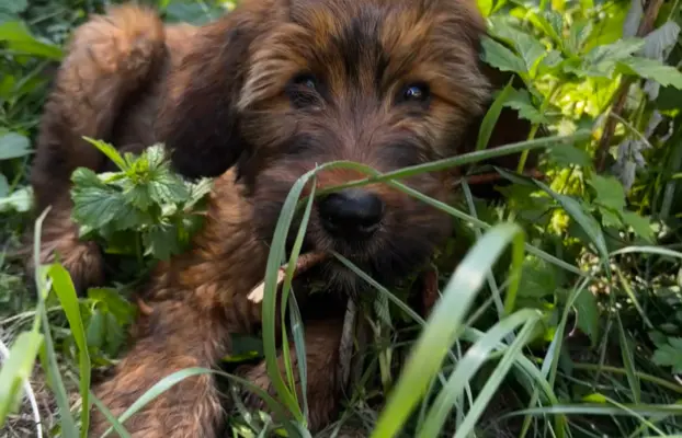 Szczenię owczarek francuski Briard 4