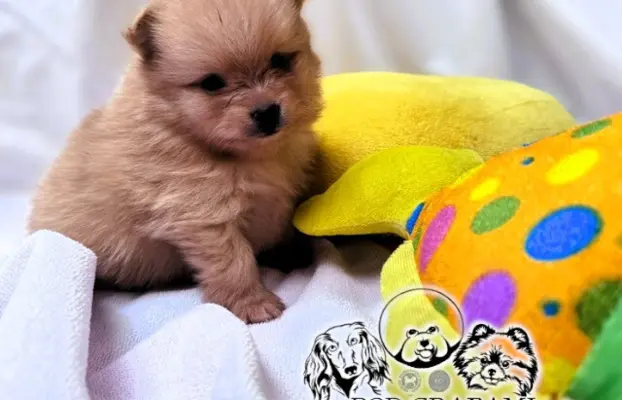 Przepiękne Szczenięta Pomeranian – ZkwP/FCI 3