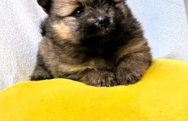 Przepiękne Szczenięta Pomeranian – ZkwP/FCI 4